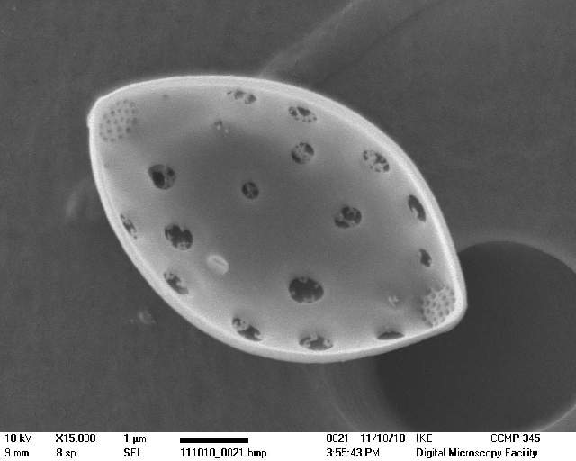 Представитель Отряда Cymatosirales